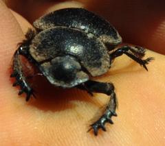 Pachysoma striatum