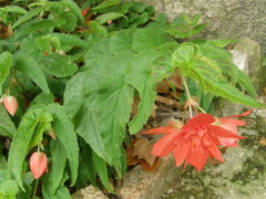 Begonia × tuberhybrida