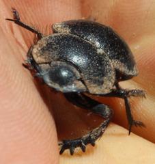 Pachysoma striatum