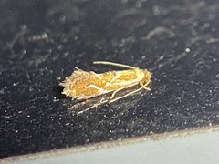 Philonome clemensella