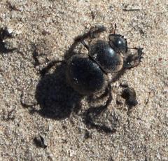Pachysoma striatum