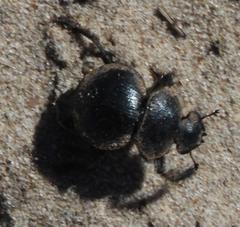 Pachysoma striatum