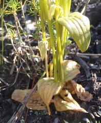 Sebaea macrophylla