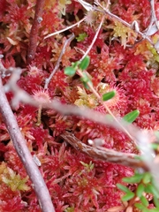 Drosera rotundifolia image