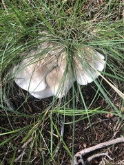 Leucopaxillus paradoxus