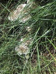 Leucopaxillus paradoxus