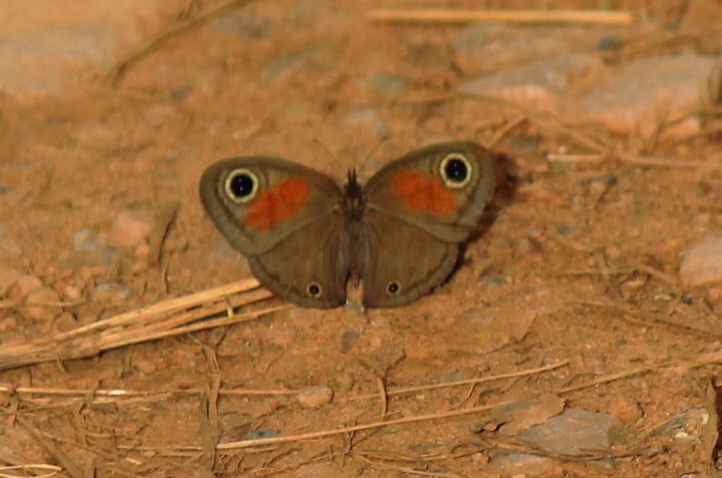 Curle’s Hillside Brown