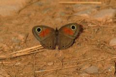 Stygionympha curlei