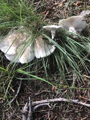 Leucopaxillus paradoxus