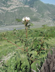 Rosa marschalliana