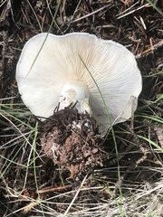 Leucopaxillus paradoxus