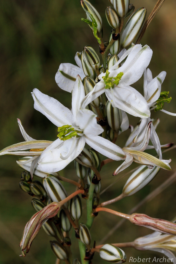 Angular Green Lily
