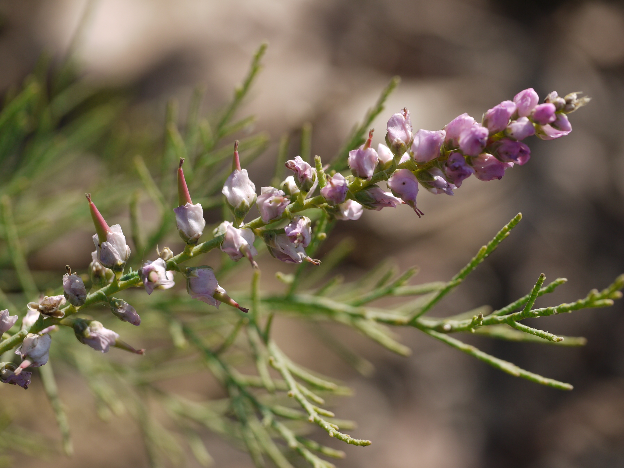 Tamarix ericoides Rottler & Willd.