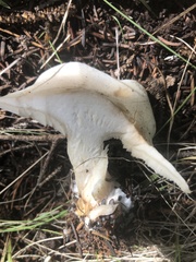 Leucopaxillus paradoxus