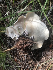 Leucopaxillus paradoxus