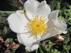 Rosa marschalliana