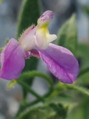 Rhinotropis lindheimeri