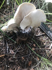 Leucopaxillus paradoxus
