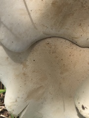 Leucopaxillus paradoxus