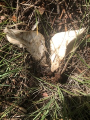 Leucopaxillus paradoxus