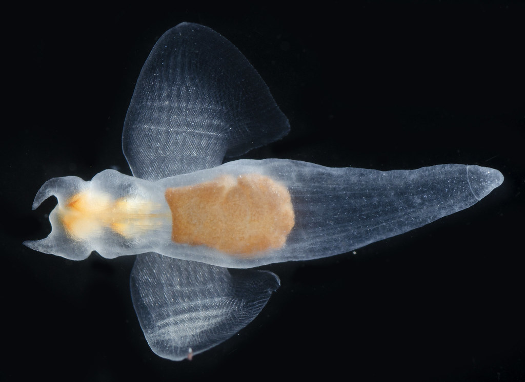 Sea Angels