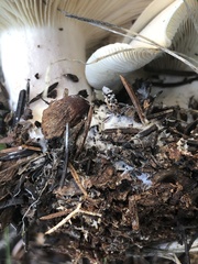 Leucopaxillus paradoxus