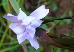 Aristea cantharophila