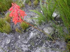 Disa ferruginea