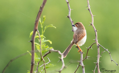 Yellow-Eyed Babbler photo 5