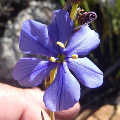 Aristea simplex