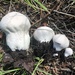 Pestle Puffball - Photo (c) pinonbistro, some rights reserved (CC BY-NC), uploaded by pinonbistro