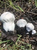 Pestle Puffball - Photo (c) pinonbistro, some rights reserved (CC BY-NC), uploaded by pinonbistro