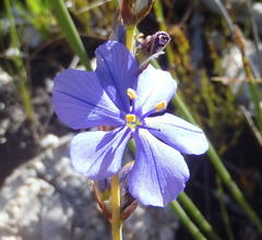 Aristea simplex