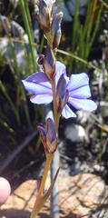 Aristea simplex