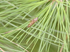 Aphrophora saratogensis