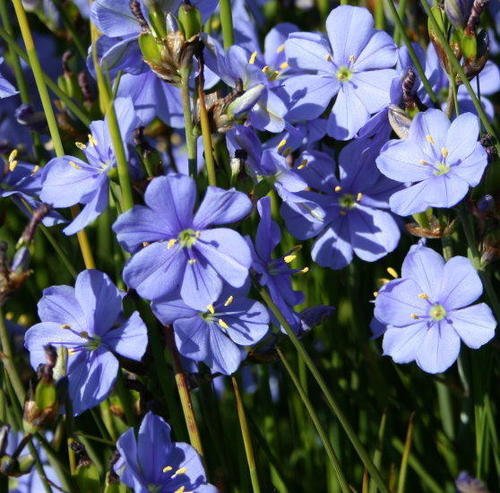 Aristea cuspidata