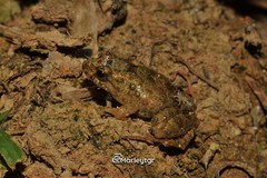 Pseudopaludicola pusilla