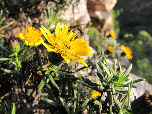 Mighty Rockdaisy (Heterolepis mitis)