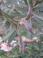 Nerium oleander