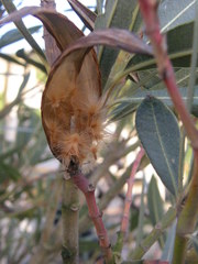 Nerium oleander