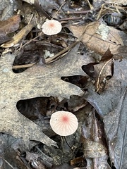 Marasmius pulcherripes