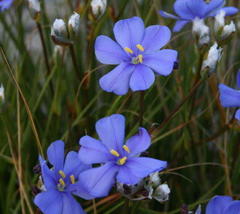 Aristea oligocephala