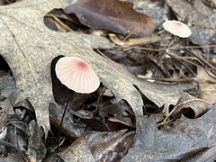 Marasmius pulcherripes