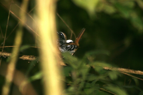 Myrmoderus squamosus