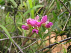 Dolichos hastiformis