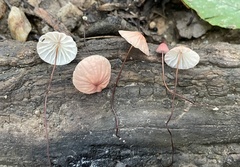 Marasmius pulcherripes