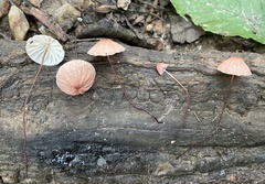 Marasmius pulcherripes