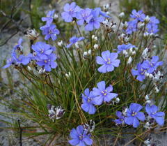 Aristea oligocephala