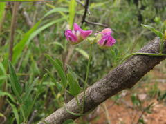 Dolichos hastiformis
