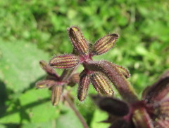 Salvia kuznetzovii